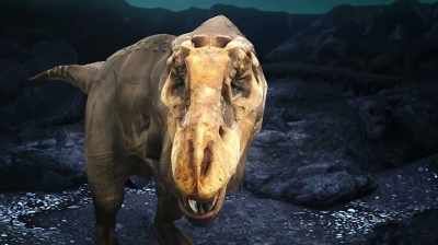 Chris: LOOKING AT THE NASALS, - Dino Hunters