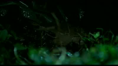 CHRIS: Maybe I finally found it, way down here in the mud. - Platoon