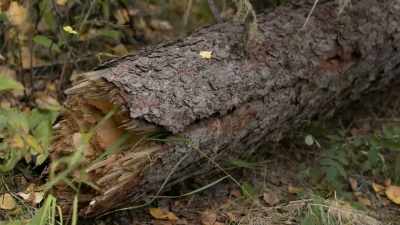 CHRIS: Must've had a windstorm
come through here and knock - Life Below Zero: Next Generation