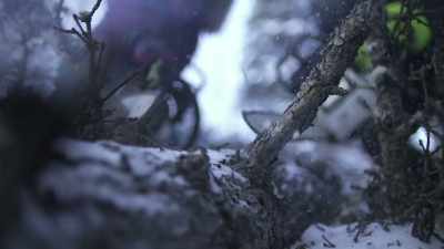 CHRIS: Now that
the tree's down, - Life Below Zero: Next Generation