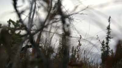 CHRIS: Once we go full
tourniquet, we have 45 minutes
before problems start. - Life Below Zero: Next Generation