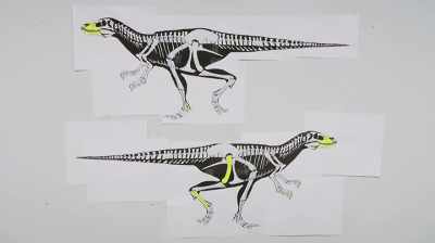 Chris:
WE DON'T REALLY WANT TO EXPOSE
ANYMORE BONE YET - Dino Hunters
