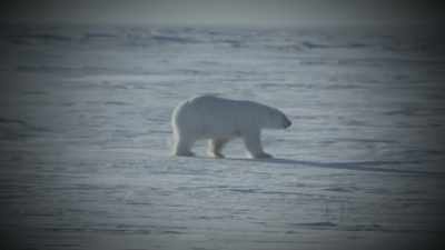 CHRIS: You could
make skin, gloves, - Life Below Zero: First Alaskans