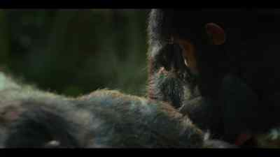 Christine is comfortable with Gus, - Chimp Empire