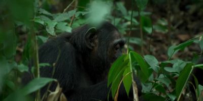 Christine got what she came for. - Chimp Empire