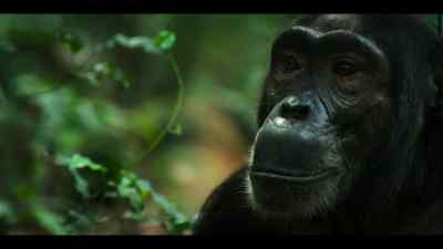 Christine has to focus on the baby, - Chimp Empire