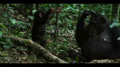 Christine's baby is about six months old. - Chimp Empire