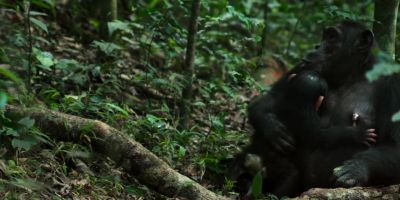 Christine's baby is about six months old. - Chimp Empire