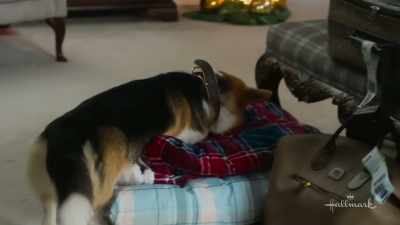 [Christmas music playing] - A Royal Corgi Christmas