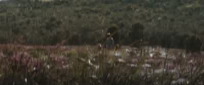CHRISTOPHER: Pooh. - Christopher Robin