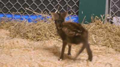 Christy: A baby that's
not even two weeks old, - Secrets of the Zoo