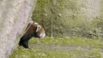 Christy: Hello,
hi, good morning. - Secrets of the Zoo