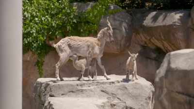 Christy: "I'm gonna
get some milk." - Secrets of the Zoo