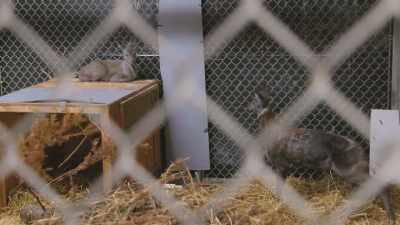 Christy: It's exciting and
terrifying all at the same time, - Secrets of the Zoo