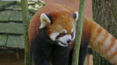 Christy:
Rinzen's real sensitive, - Secrets of the Zoo