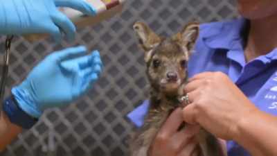 Christy: The last thing we'll do
is put a microchip in there - Secrets of the Zoo