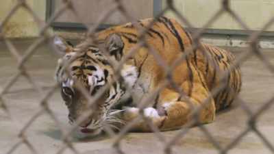 Christy: Today went well, - Secrets of the Zoo