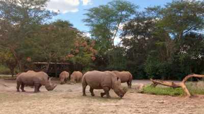 (CHUCKLING) It's interesting
that her tail is curled. - Magic of Disney's Animal Kingdom