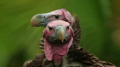 (CHUCKLING) - Magic of Disney's Animal Kingdom