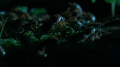 [cicadas buzzing] - Tiny World