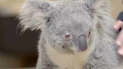 Cindy: I put her out last week - Secrets of the Zoo