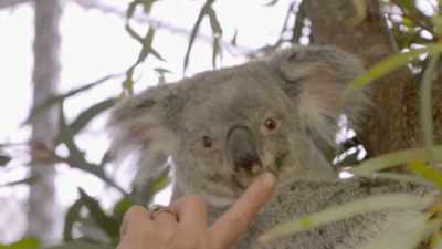 Cindy: She goes,
"that's disgusting!" - Secrets of the Zoo