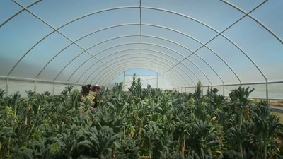 Cindy's acres and Chef Nick's cooking
are a long way - Searching for Soul Food
