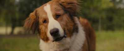 CJ, where are you going?
We're supposed to play here. - A Dog's Journey