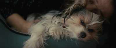 [CJ singing]
♪ Near or far ♪ - A Dog's Journey