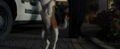 CJ, why are you getting in that car?
[barking] - A Dog's Journey