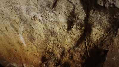 Claw scratches line the cave walls, - Modern Dinosaurs