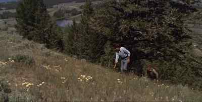 Clayboy: It's not what cows     
do that seems wrong.             - Spencer's Mountain