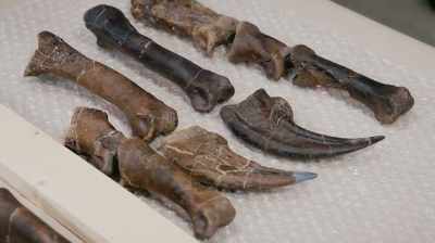 Clayton:
EVERY GOOD SPECIMEN FOUND
IS JUST MORE CLUES - Dino Hunters