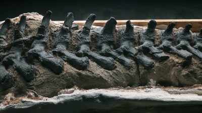 Clayton:
I'VE HAD PALEONTOLOGISTS TELL ME - Dino Hunters