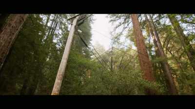 Clearing out trees that have
already fallen, or at risk. - Cat Daddies