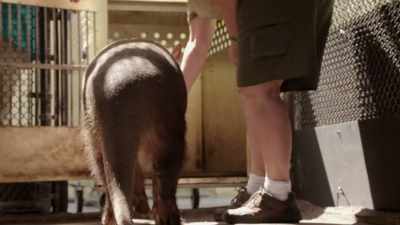 -(CLICKING)
-LIZ: Come. Good boy. - Magic of Disney's Animal Kingdom
