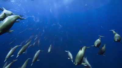 (CLICKING) - Blue Planet II