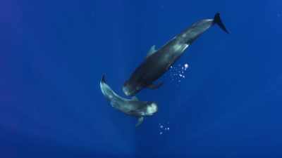 (CLICKING) - Blue Planet II