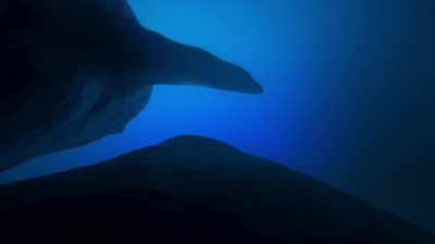 (CLICKING) - Blue Planet II