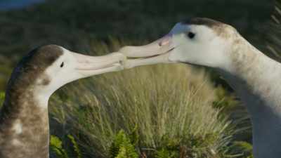 CLICKING - Frozen Planet II