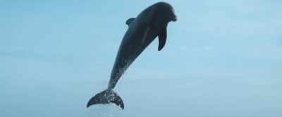[Clicking] - The Requin