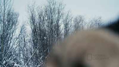 (clicks) - Life Below Zero: First Alaskans