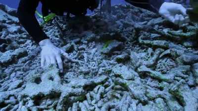 Climate change, unregulated
fishing, and rapid development - Protecting Paradise: The Story of Niue