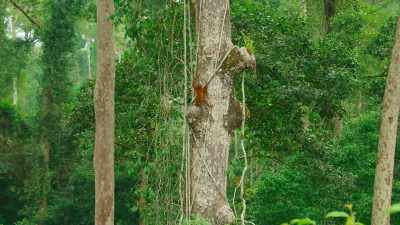 Climbing this high is a matter
of endurance and stamina. - The Secret Lives of Animals