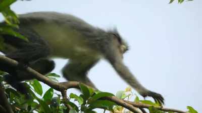 Climbing to the topmost branches,
they launch... - Our Great National Parks