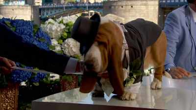 clip-tt8358168-s0e0 - The Royal Wedding Live with Cord and Tish!