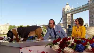 clip-tt8358168-s0e0 - The Royal Wedding Live with Cord and Tish!