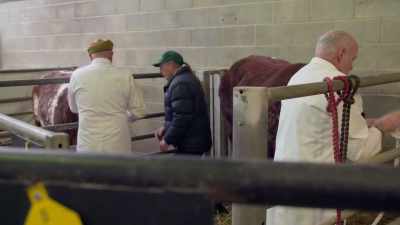 Clive isn't taken with either bull, - Our Yorkshire Farm