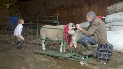 Clive's back at work
on his show sheep - Our Yorkshire Farm