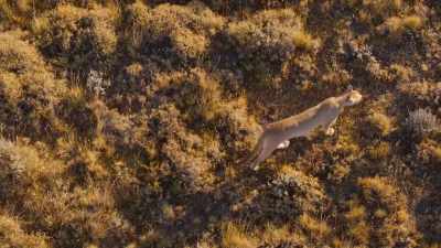 Close by, a younger, lone female - Our Great National Parks